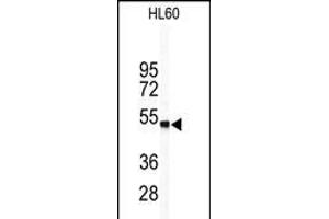Western blot analysis of WISP1 Antibody (Center) (ABIN390187 and ABIN2840678) in HL60 cell line lysates (35 μg/lane). (WISP1 Antikörper  (AA 171-200))