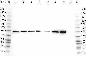 Western Blot of Rabbit anti-AHA1 antibody. (AHSA1 Antikörper  (Internal Region))