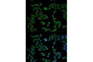 Immunofluorescence analysis of HeLa cells using VAPB antibody. (VAPB Antikörper)