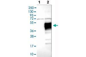 Western blot analysis of Lane 1: Negative control (vector only transfected HEK293T lysate), Lane 2: Over-expression lysate (Co-expressed with a C-terminal myc-DDK tag (~3. (LAIR1 Antikörper  (AA 187-287))