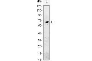 Western blot analysis using EGF mAb against EGF(AA: 971-1023)-hIgGFc transfected HEK293 cell lysate. (EGF Antikörper)