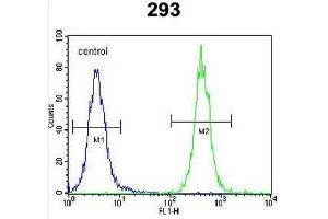 CC85C Antibody (N-term) flow cytometric analysis of 293 cells (right histogram) compared to a negative control cell (left histogram). (CCDC85C Antikörper  (N-Term))