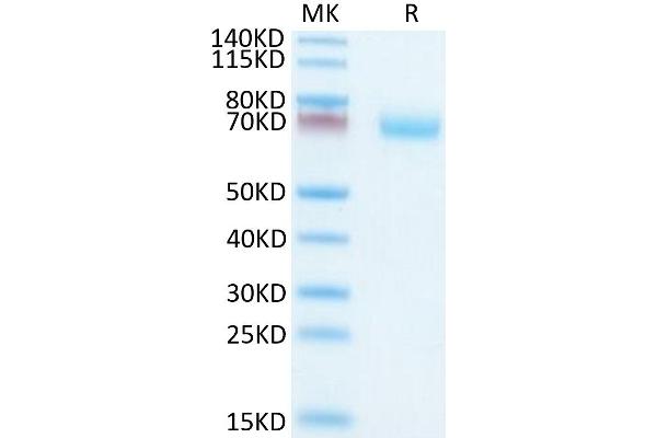 OSCAR Protein (AA 19-228) (Fc Tag)