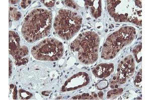 Image no. 9 for anti-Proteasome (Prosome, Macropain) Subunit, beta Type, 7 (PSMB7) (AA 58-277) antibody (ABIN1491598)