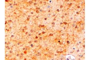 ABIN185597 (2µg/ml) staining of paraffin embedded Mouse Brain. (Iba1 Antikörper  (Internal Region))