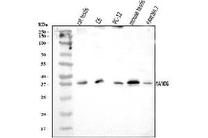 Western blot analysis of Nanog using anti-Nanog antibody (ABIN7599059).