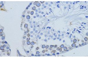 Immunohistochemistry of paraffin-embedded Mouse testis using LMNB1 Polyclonal Antibody at dilution of 1:200 (40x lens). (Lamin B1 Antikörper)