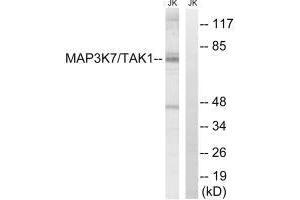 Western blot analysis of extracts from Jurkat cells, treated with heat shock, using MAP3K7 (Ab-187) antibody.