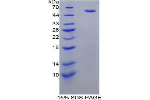 SDS-PAGE analysis of Rat FcgR3A Protein.