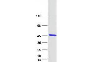 Western Blotting (WB) image for F11 Receptor (F11R) protein (Myc-DYKDDDDK Tag) (ABIN2713650)