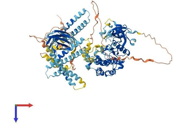 PKN3 Protein (AA 1-878) (His tag)