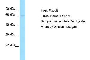 Host: Rabbit Target Name: PCDP1 Sample Tissue: Human Hela Whole Cell Antibody Dilution: 1ug/ml (Primary Ciliary Dyskinesia Protein 1 (PCDP1) (C-Term) Antikörper)