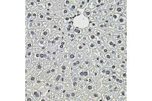 Immunohistochemistry of paraffin-embedded mouse liver using SMN2 antibody. (SMN1 Antikörper)