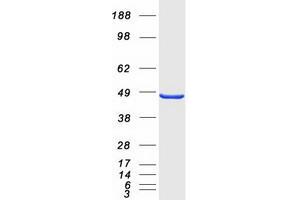 Validation with Western Blot (STAC Protein (Myc-DYKDDDDK Tag))