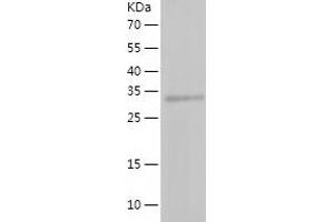 Western Blotting (WB) image for Low Density Lipoprotein Receptor-Related Protein Associated Protein 1 (LRPAP1) (AA 29-360) protein (His tag) (ABIN7286525) (LRPAP1 Protein (AA 29-360) (His tag))