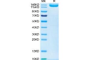 Human LIF R on Tris-Bis PAGE under reduced condition. (LIFR Protein (Fc Tag))