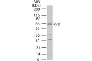 Western Blotting (WB) image for anti-GATA Zinc Finger Domain Containing 2B (GATAD2B) (AA 445-460) antibody (ABIN208679) (GATAD2B Antikörper  (AA 445-460))
