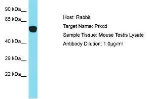 Host: Rabbit Target Name: Prkcd Sample Type: Mouse Testis lysates Antibody Dilution: 1. (PKC delta Antikörper  (N-Term))