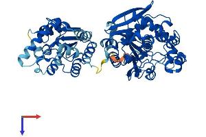 EPHX2 Protein (AA 1-554) (His tag)
