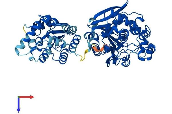 EPHX2 Protein (AA 1-554) (His tag)
