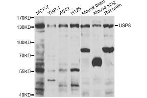 Western blot analysis of extracts of various cell lines, using USP8 antibody (ABIN2560701) at 1:1000 dilution. (USP8 Antikörper)