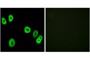 Immunofluorescence (IF) image for anti-G Protein-Coupled Receptor 18 (GPR18) (AA 191-240) antibody (ABIN2890869) (GPR18 Antikörper  (AA 191-240))