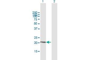Western Blot analysis of DUSP18 expression in transfected 293T cell line by DUSP18 MaxPab polyclonal antibody.