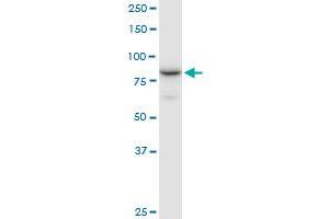 NCBP1 MaxPab polyclonal antibody. (NCBP1 Antikörper  (AA 1-790))