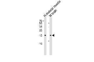 Western blot analysis of lysates from human skeletal muscle and mouse brain tissue lysate(from left to right), using CFL2 Antibody (C-term) (ABIN6243137 and ABIN6577407). (Cofilin 2 Antikörper  (C-Term))