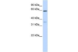 Western Blotting (WB) image for anti-Tripartite Motif Containing 45 (TRIM45) antibody (ABIN2458737) (TRIM45 Antikörper)