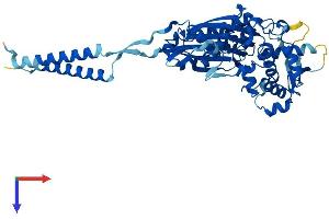 ENTPD8 Protein (AA 1-497) (His tag)