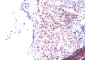 Immunohistochemistry of paraffin-embedded human liver tissue using ABIN7163250 at dilution of 1:100