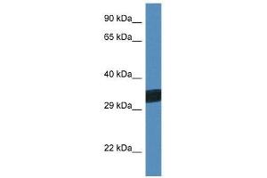 Western Blot showing Thap11 antibody used at a concentration of 1. (THAP11 Antikörper  (C-Term))