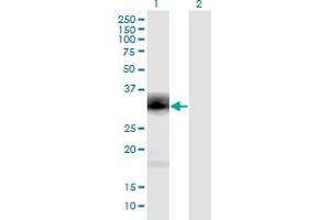 Western Blot analysis of PENK expression in transfected 293T cell line by PENK monoclonal antibody (M04), clone 9E7. (Enkephalin Antikörper  (AA 1-267))