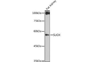 Western blot analysis of extracts of Rat kidney, using SUOX antibody (ABIN7270628) at 1:1000 dilution. (SUOX Antikörper)