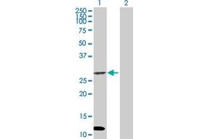 Western Blot analysis of DUOXA1 expression in transfected 293T cell line by DUOXA1 MaxPab polyclonal antibody.
