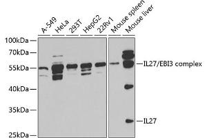 Western blot analysis of extracts of various cell lines, using IL27 antibody (ABIN6129040, ABIN6142372, ABIN6142373 and ABIN6221166) at 1:1000 dilution. (IL-27 Antikörper  (AA 29-243))