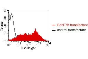 Flow Cytometry (FACS) image for anti-Botulinum Neurotoxin Type B (BoNT/B) antibody (ABIN179725)