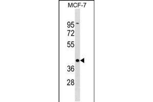 Western blot analysis in MCF-7 cell line lysates (35ug/lane). (DMRT1 Antikörper  (C-Term))