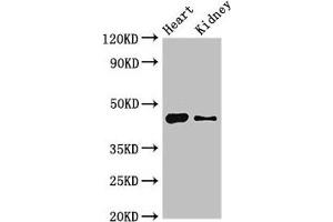 Western Blot Positive WB detected in: Mouse heart tissue, Mouse kidney tissue All lanes: MNDA antibody at 4 μg/mL Secondary Goat polyclonal to rabbit IgG at 1/50000 dilution Predicted band size: 46 kDa Observed band size: 46 kDa (MNDA Antikörper  (AA 84-233))