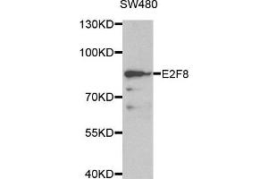 Western blot analysis of extracts of SW480 cell line, using E2F8 antibody.