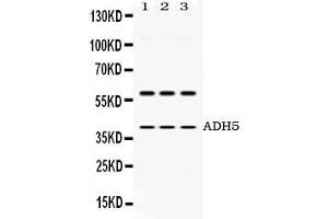 Western blot analysis of ADH5 expression in rat brain extract ( Lane 1), mouse brain extract ( Lane 2) and HEPG2 whole cell lysates ( Lane 3).