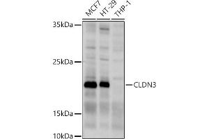 Western blot analysis of extracts of various cell lines, using CLDN3 antibody (ABIN3017039, ABIN3017040, ABIN3017041, ABIN1679261 and ABIN6219930) at 1:1000 dilution. (Claudin 3 Antikörper)