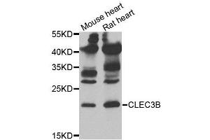 Western blot analysis of extracts of mouse heart and rat heart tissues, using CLEC3B antibody. (CLEC3B Antikörper)