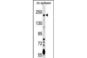 NEO1 Antibody (Center) (ABIN1538561 and ABIN2849343) western blot analysis in mouse spleen tissue lysates (35 μg/lane). (NEO1 Antikörper  (AA 657-685))