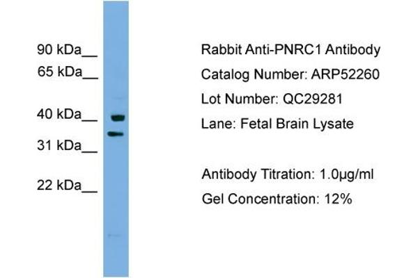 PNRC1 anticorps  (Middle Region)