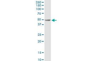 Western Blotting (WB) image for anti-Polymerase (DNA Directed), delta 2, Accessory Subunit (POLD2) (AA 1-469) antibody (ABIN519021)