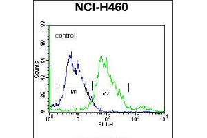Flow cytometric analysis of NCI-H460 cells (right histogram) compared to a negative control cell (left histogram). (BEND4 Antikörper  (N-Term))