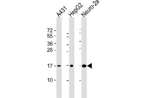All lanes : Anti-RPL22 Antibody (C-term) at 1:2000 dilution Lane 1: A431 whole cell lysate Lane 2: HepG2 whole cell lysate Lane 3: Neuro-2a whole cell lysate Lysates/proteins at 20 μg per lane. (RPL22 Antikörper  (C-Term))