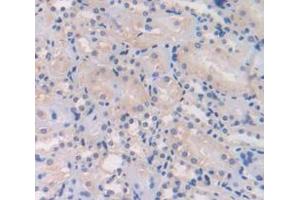 IHC-P analysis of Mouse Tissue, with DAB staining. (L1CAM Antikörper  (AA 882-1132))